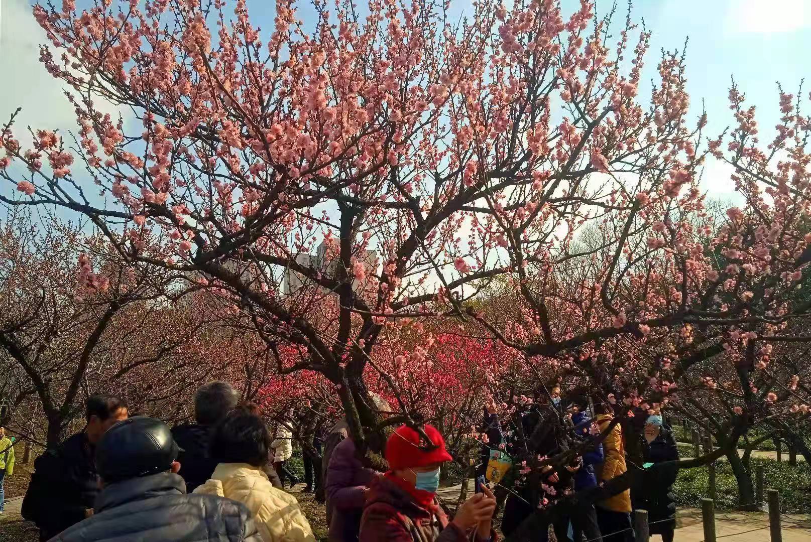 左扬钊手机掠影——新年公园览景 作者/铁一师 左扬钊
