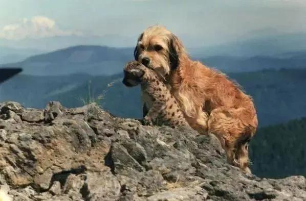 警犬电影都有哪些（7部催人泪下有关狗狗的电影）