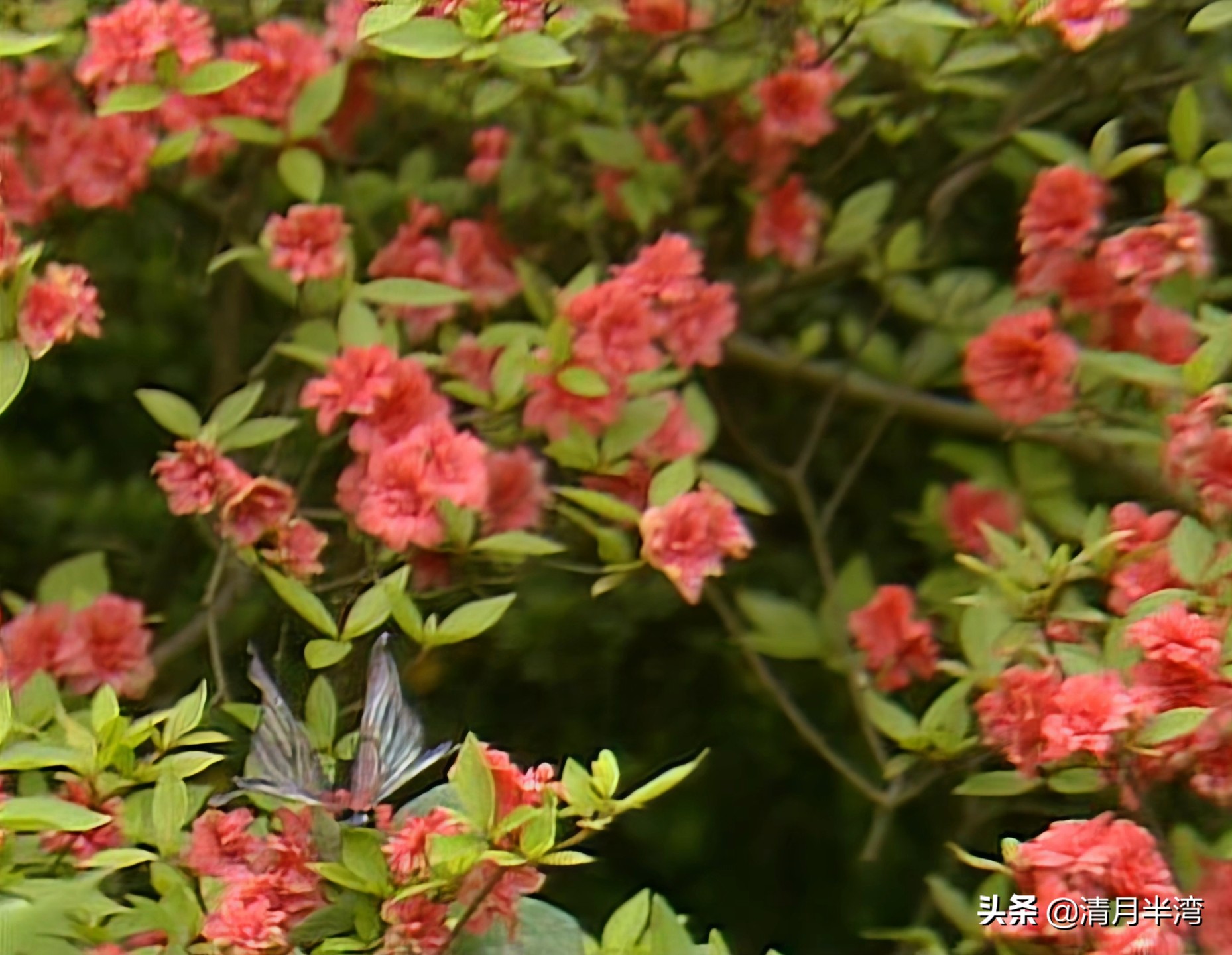 同样是演“宝钗扑蝶”，张莉灵气四溢美如画，李沁木头桩子干扑腾