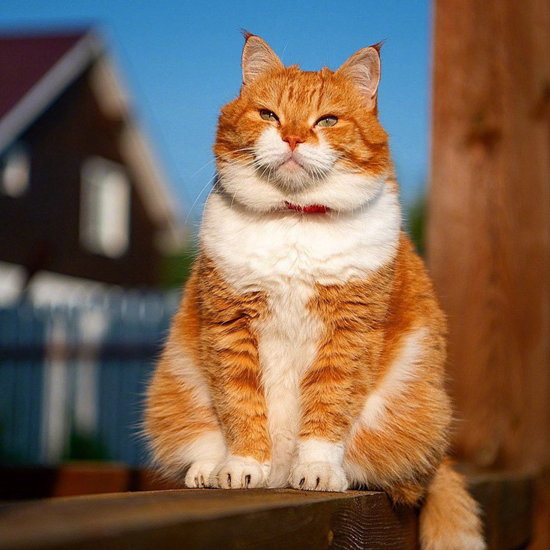 仙女猫猫:布偶猫常见重点色布偶猫,手套色布偶猫,双色布偶猫布偶猫看