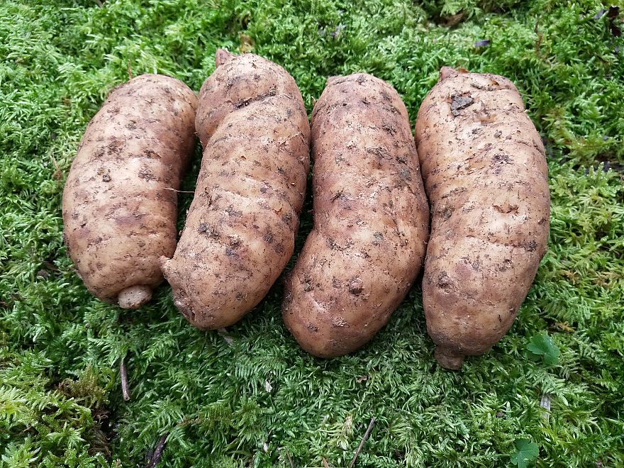 走遍中国 | 云南昭通|来自大山深处的甄源好物|彝良小草坝天麻 - 114