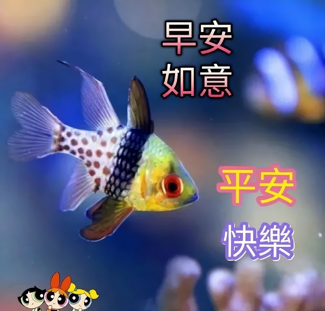早上好，真心朋友，祝你早安开心、下午舒心、晚上欢心图片