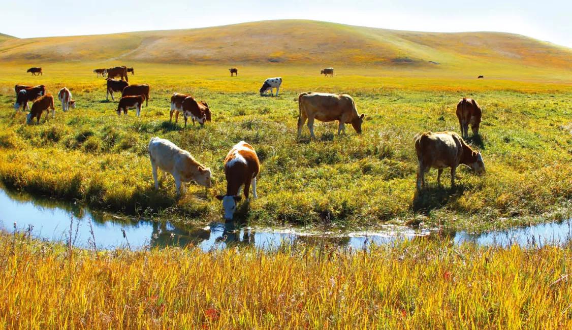 美丽的草原，我来了