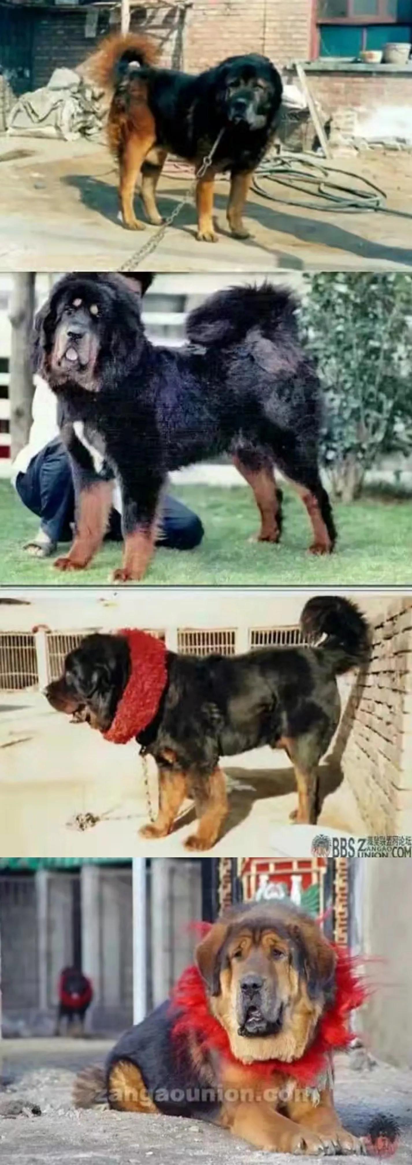 虎頭藏獒,虎頭藏獒圖片