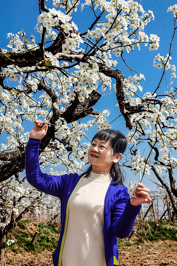 洛阳后营的桃花梨花开了