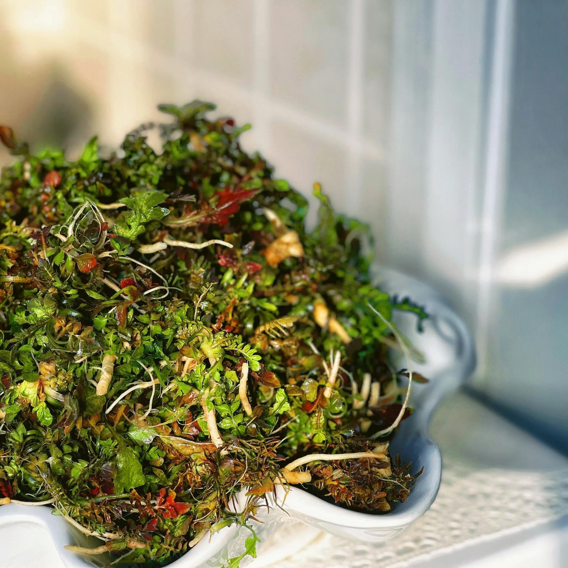 这“3菜2果”天然叶酸高！中老年人春天要多吃，顺应节气吃出健康