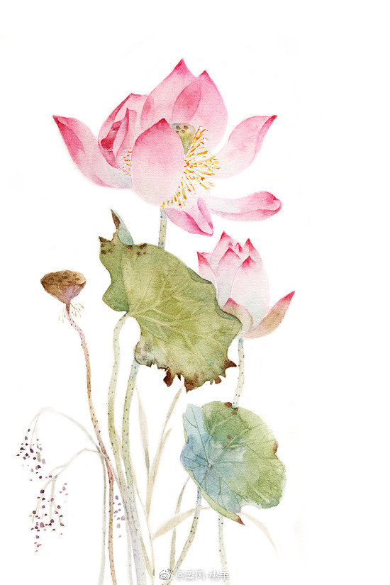 荷风莲香，史上最唯美的60句荷花古诗词（建议收藏）