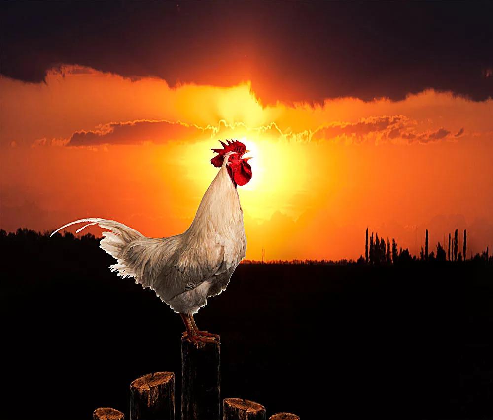 母鸡打鸣,在动物界立时刮起一阵旋风,母鸡因此一夜成名.