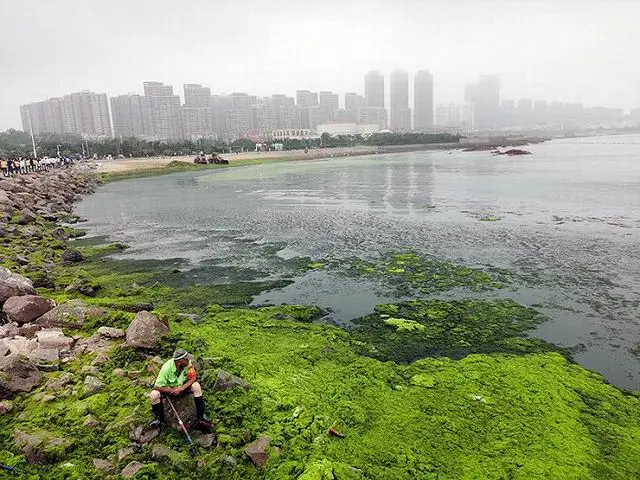 海白菜，送上岸的海洋资源