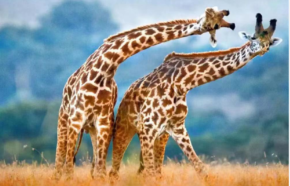 站着睡觉,踢飞狮子,品尝尿液找配偶,凶猛的长颈鹿是如何交配的