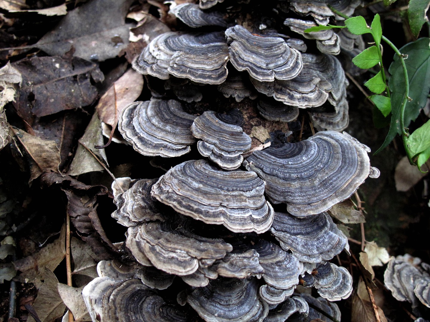 冬日在密林中,遇见各色树舌灵芝