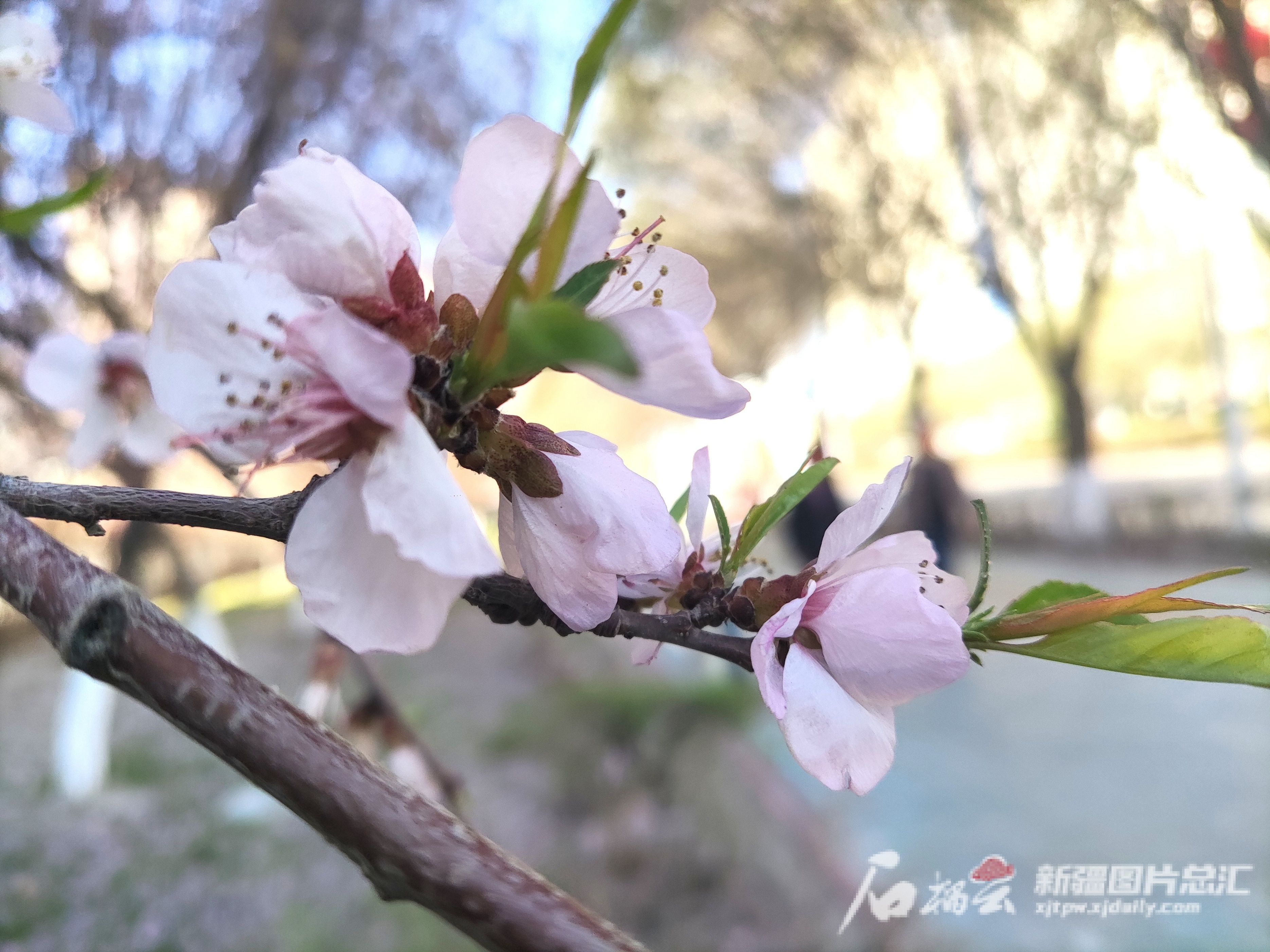 乌鲁木齐这些地方桃花开得艳,一起去打卡