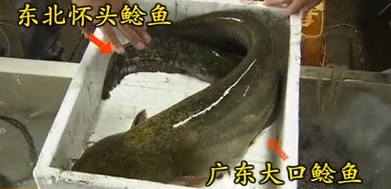 2008年，湖北男子花20万买了一条受伤的鲶鱼，3年后靠它年入1亿元