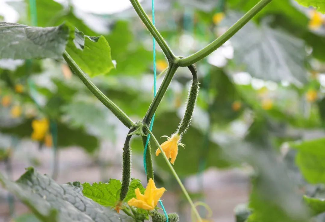 侯<a href=http://www.cngansu.cn/news/ target=_blank class=infotextkey></a>ܶӸ֧ӣ˭˵ԭ