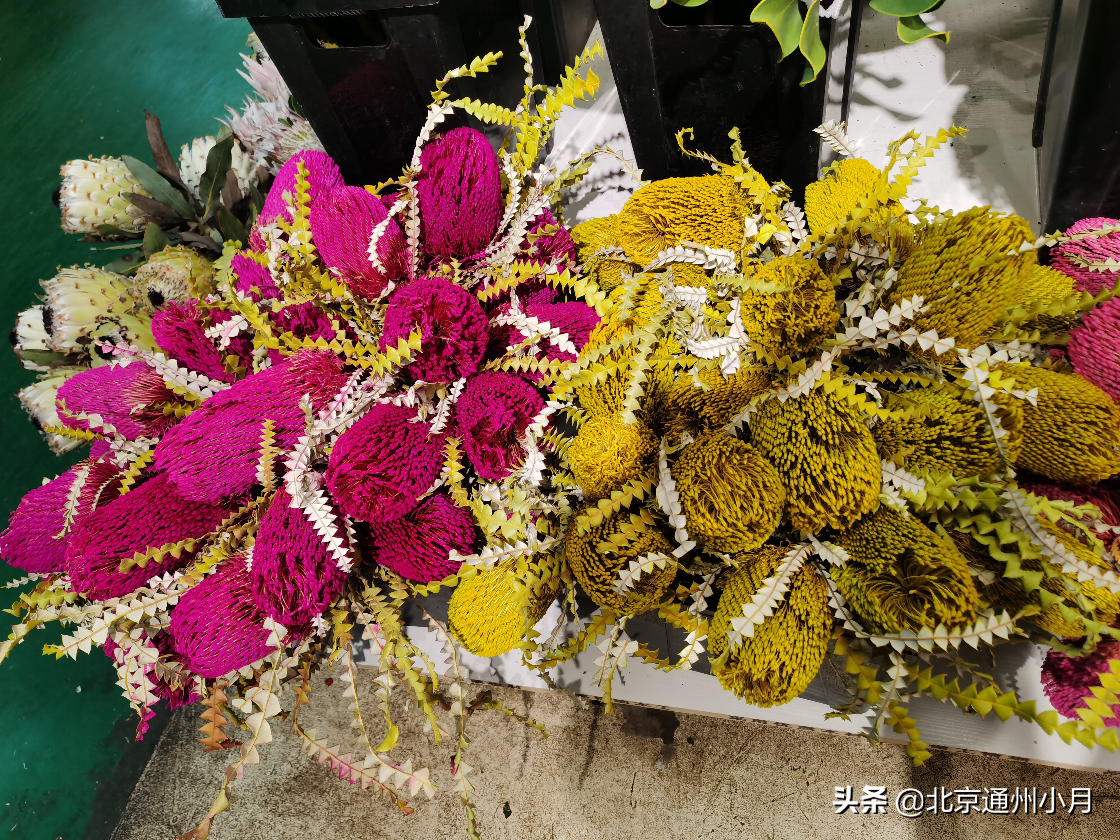 北京花卉批发市场都有哪些地方，北京花卉市场种植基地