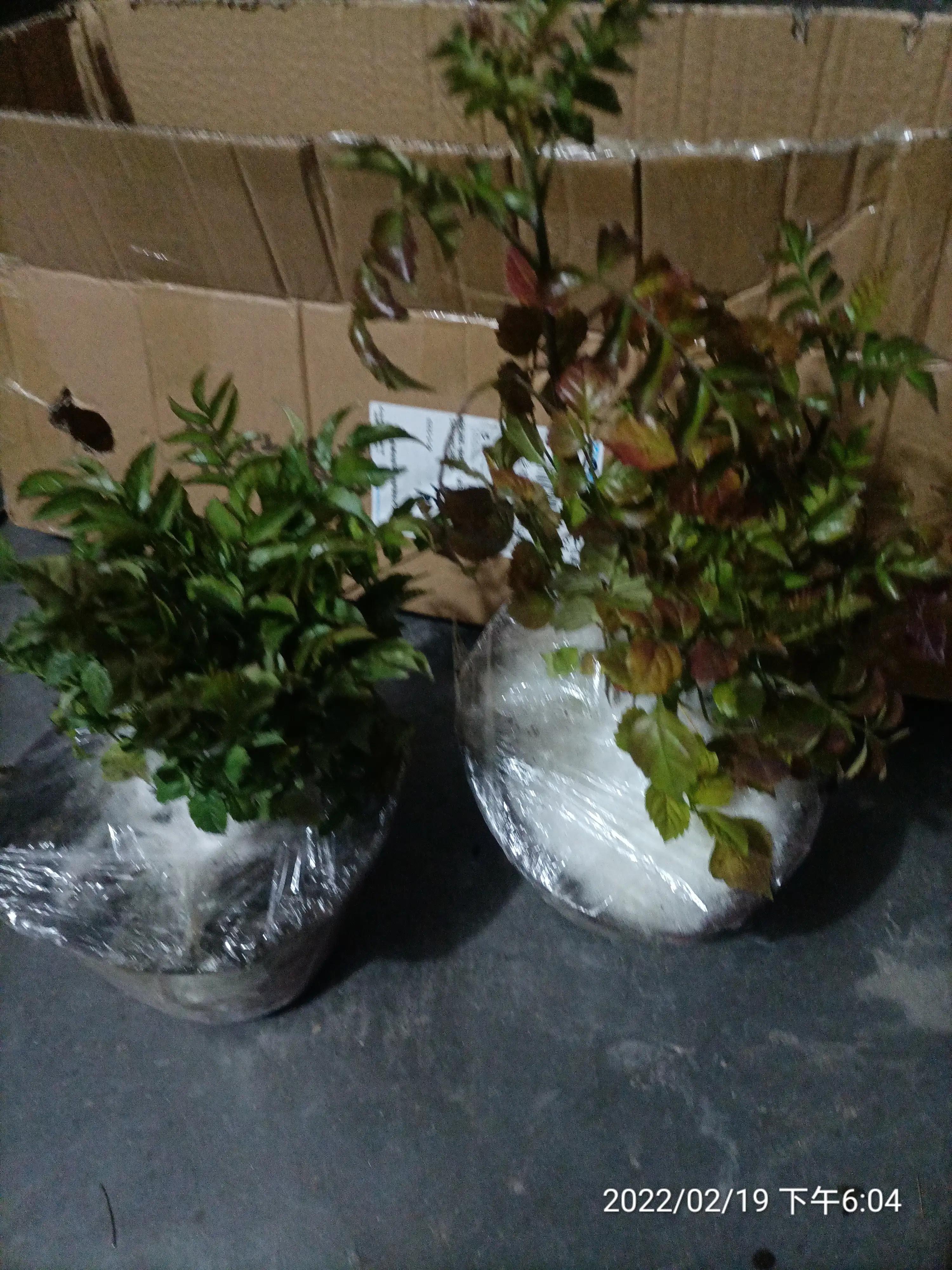 生活随笔记，快乐每一天，凌霄花