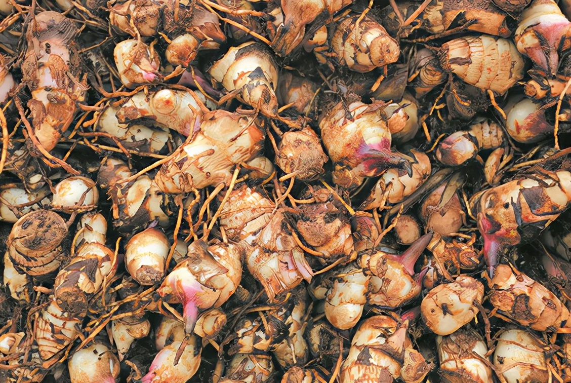 蕉芋粉的功效与作用(人称) - 行就行