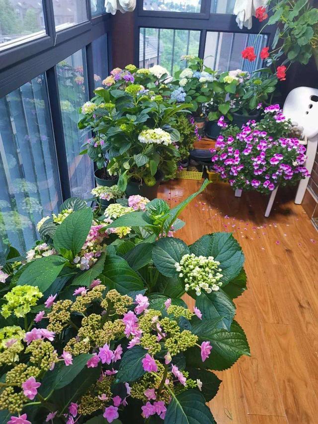 室内绽放的鲜花，芬芳四溢，为家增添一抹生机与温馨。