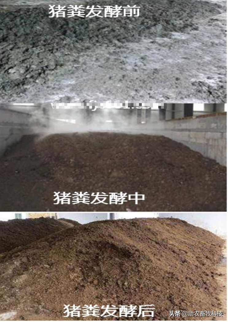将动物粪便、污泥、生活垃圾、餐厨垃圾等快速发酵成有机肥新技术