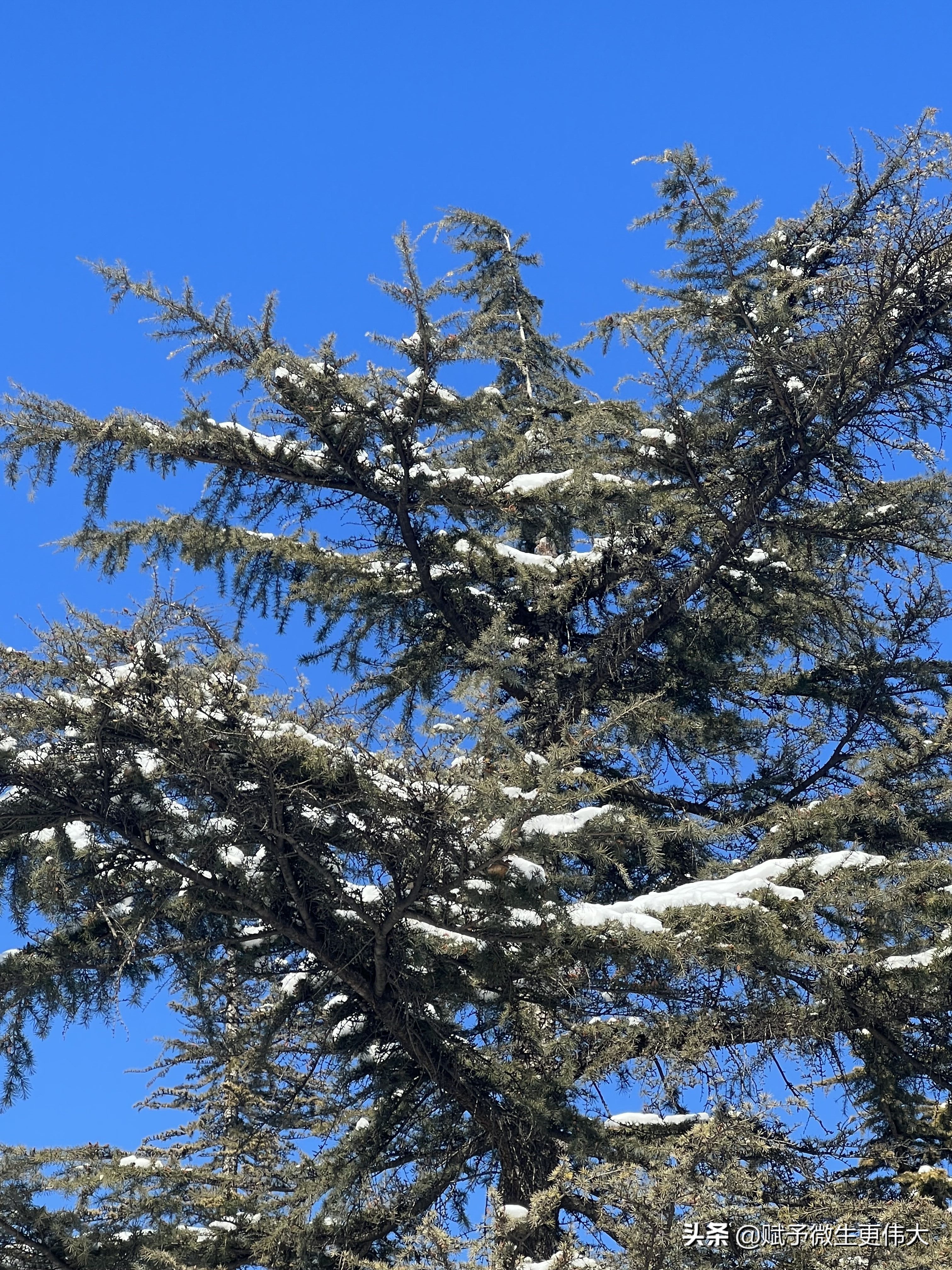 雪打春——今日出雪今日景