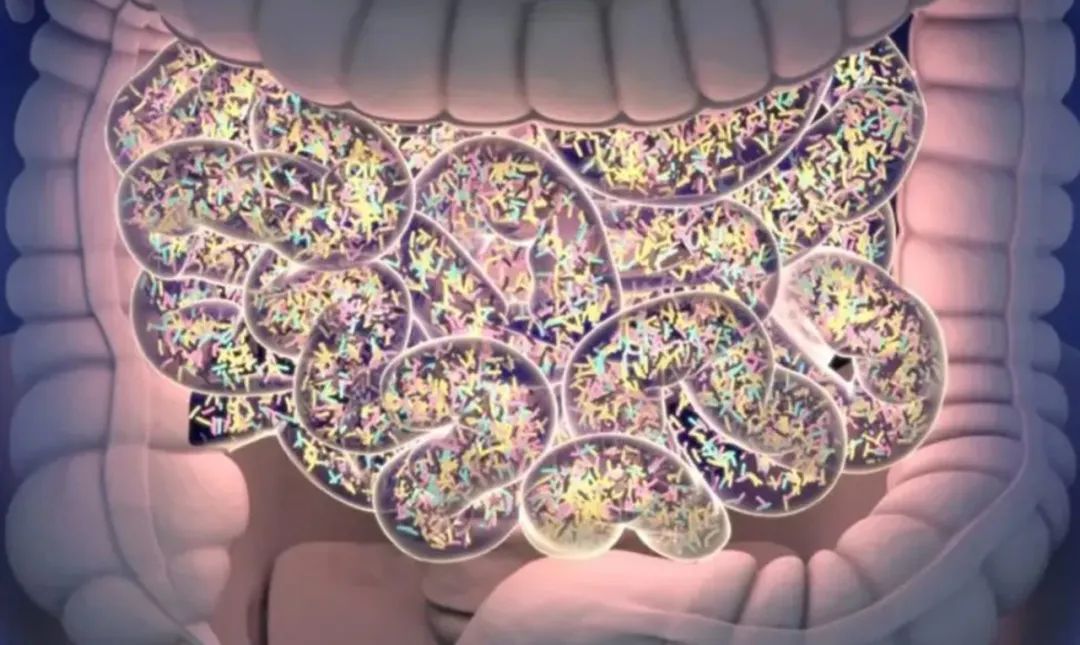 影响健康的身体内部矛盾：迅速变化的菌群与进化缓慢的基因的矛盾