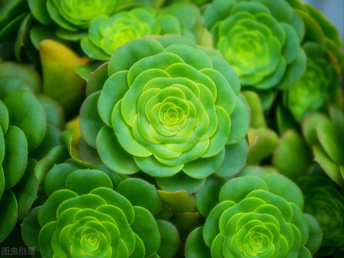 一花一世界，静观花开，岁月安好，鲜花深情祝福，送心中最爱的人