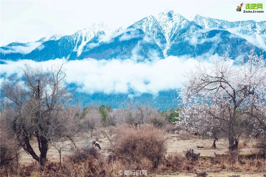 快开啦！这些地方的春景正在悄悄席卷全国，大气又美丽，别错过