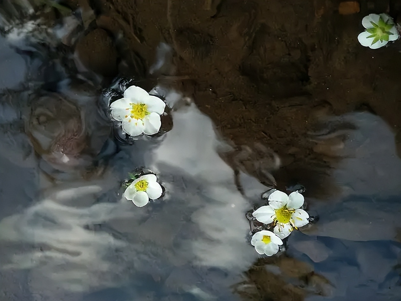 又是花开花落时，在古诗词里静赏花开花落，坐看云卷云舒