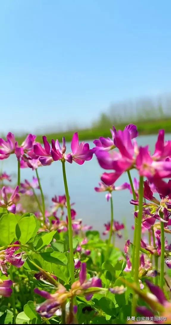 鲜花，因盛开而芬芳；风景，因走过而醉人