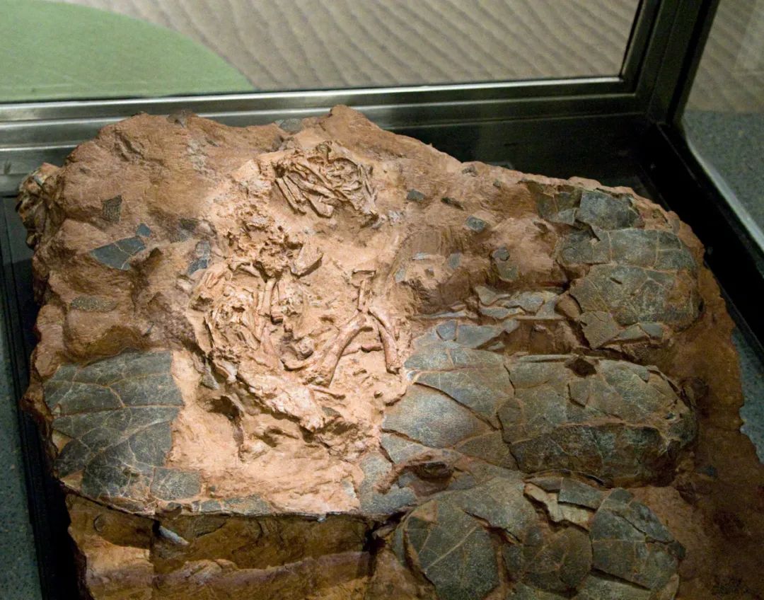 先有的鸡还是先有的蛋(先有的鸡,还是先有的蛋) - 趣味头条