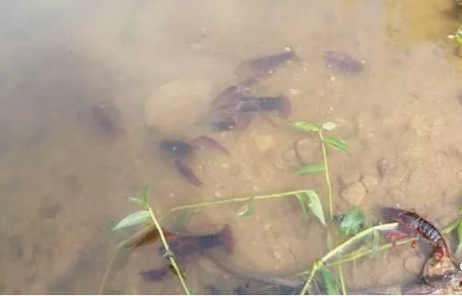 新挖龙虾塘怎么肥水？龙虾塘肥水用什么肥料最好？