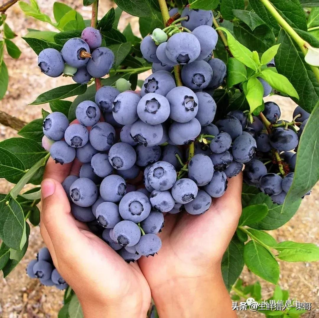优瑞卡蓝莓苗品种介绍（科普关于蓝莓的小知识）