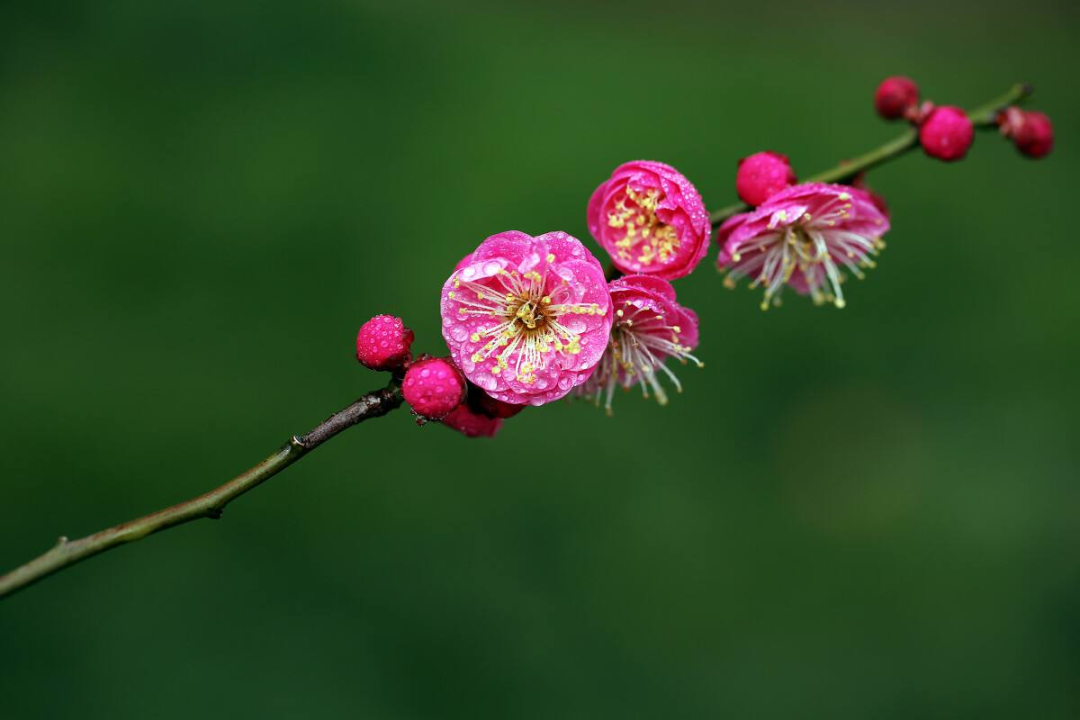 桃花和梅花怎么区分（只需从5个关键部分入手）