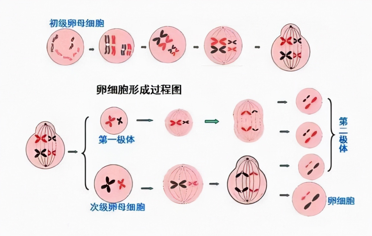 孕期冷知识：“酸儿辣女”是生理需求，孕妇喜欢这些味道原因有三