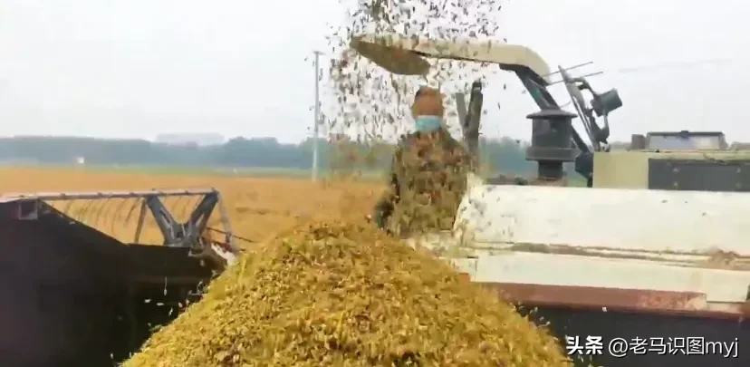 洛阳身边儿事下边这几张图片是洛阳近郊夹河滩的佃庄镇今年收割稻子的丰收场景