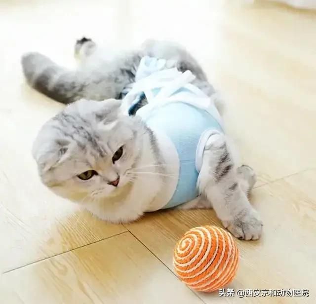 猫咪到底该不该绝育？