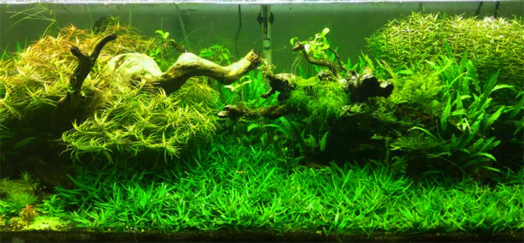 迷你椒草多久能爬满(迷你椒草能活多长时间)