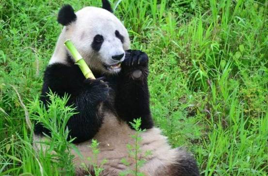 熊貓是幾級保護動物 14年大熊貓吃人 - 汽車時代網