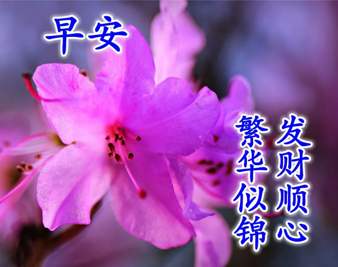 清晨早上好祝福图片 早安问候祝福图片带字 繁花似锦、发财顺心图片