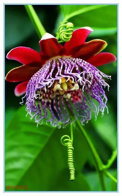 花的图片大全大图60种罕见鲜花欣赏