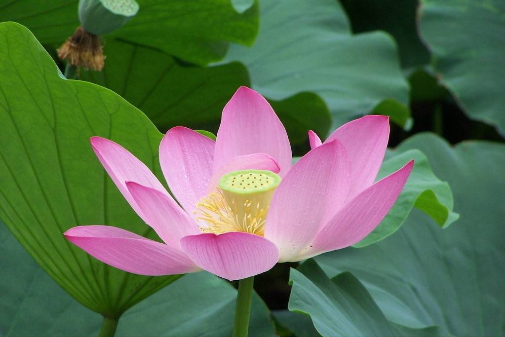 30首唯美荷花诗词，让诗意的荷花给你带来夏日的美好