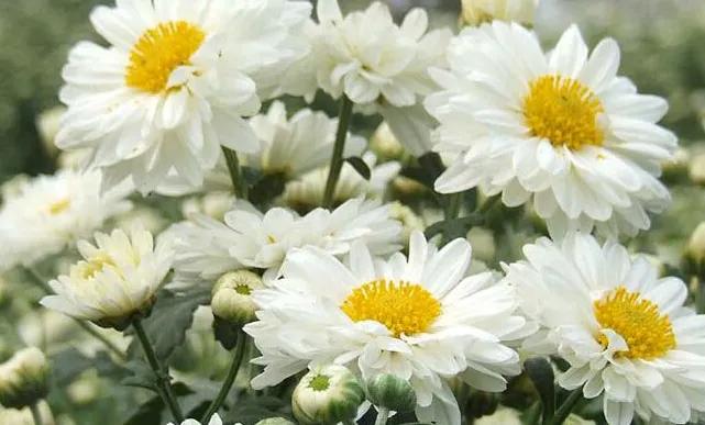 菊花泡水好处多多，菊花茶如何选？老茶友教你一招，不妨多做了解