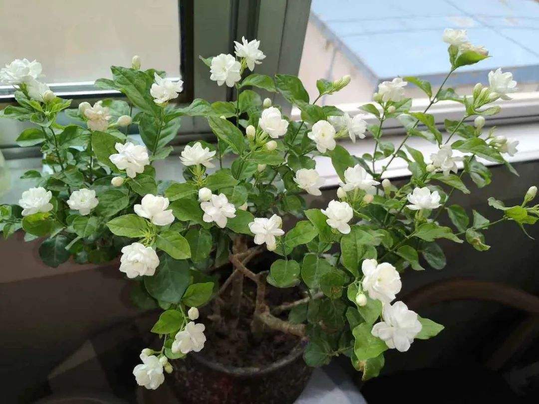 5种“女人花”，吃好又好闻，摘叶子花朵泡茶煲汤，养出娇嫩容颜