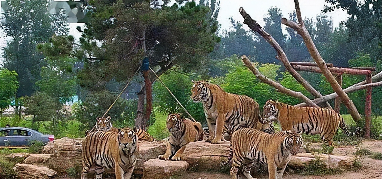 轰动一时的八达岭老虎咬人案：幸存者索赔百万失败，因毁容无工作