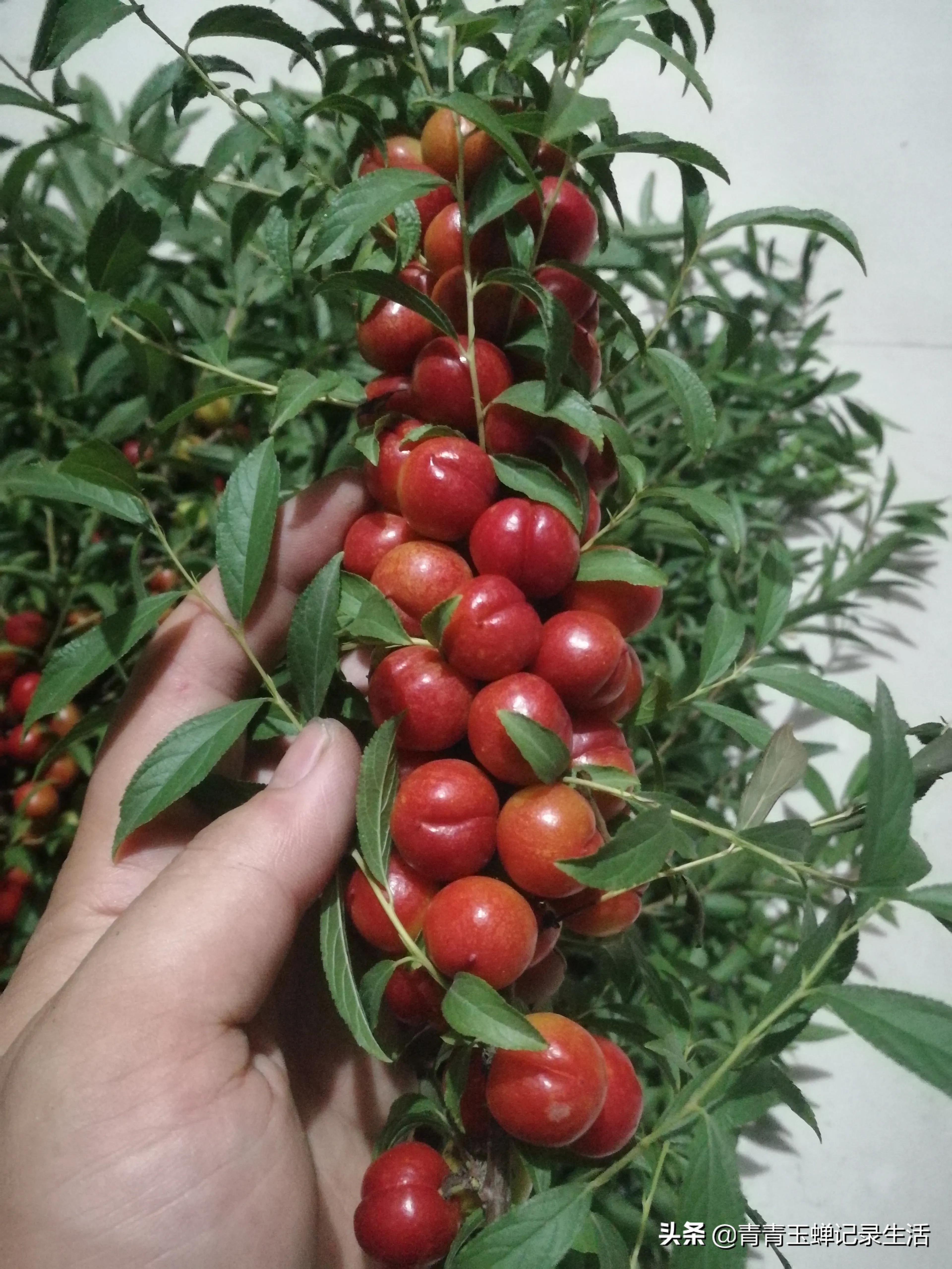 钙果种植是不是骗局,宁夏钙果骗局揭秘