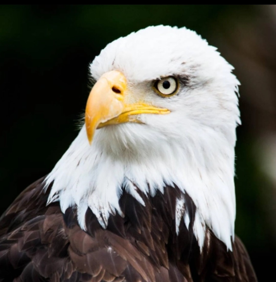 白头海雕(图片来源于网络)美国的国宝动物是白头海雕.