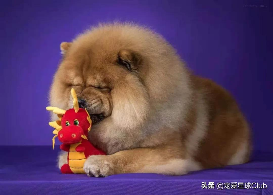 百科 | 松狮犬,长相酷似大号玩具熊的皇家猎犬