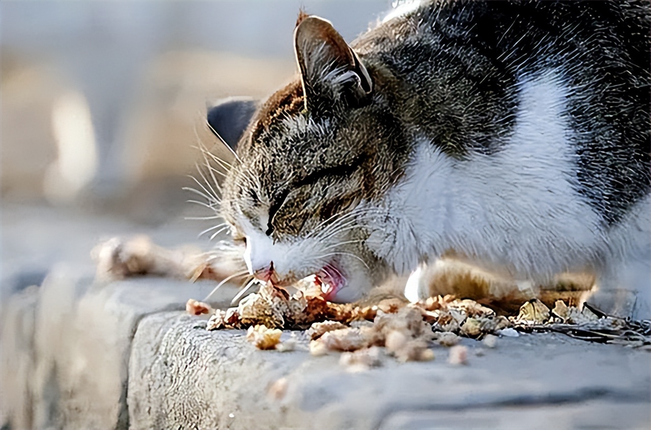 新疆牧民捡到2只小猫半夜竟偷吃羊崽子专家这是雪豹