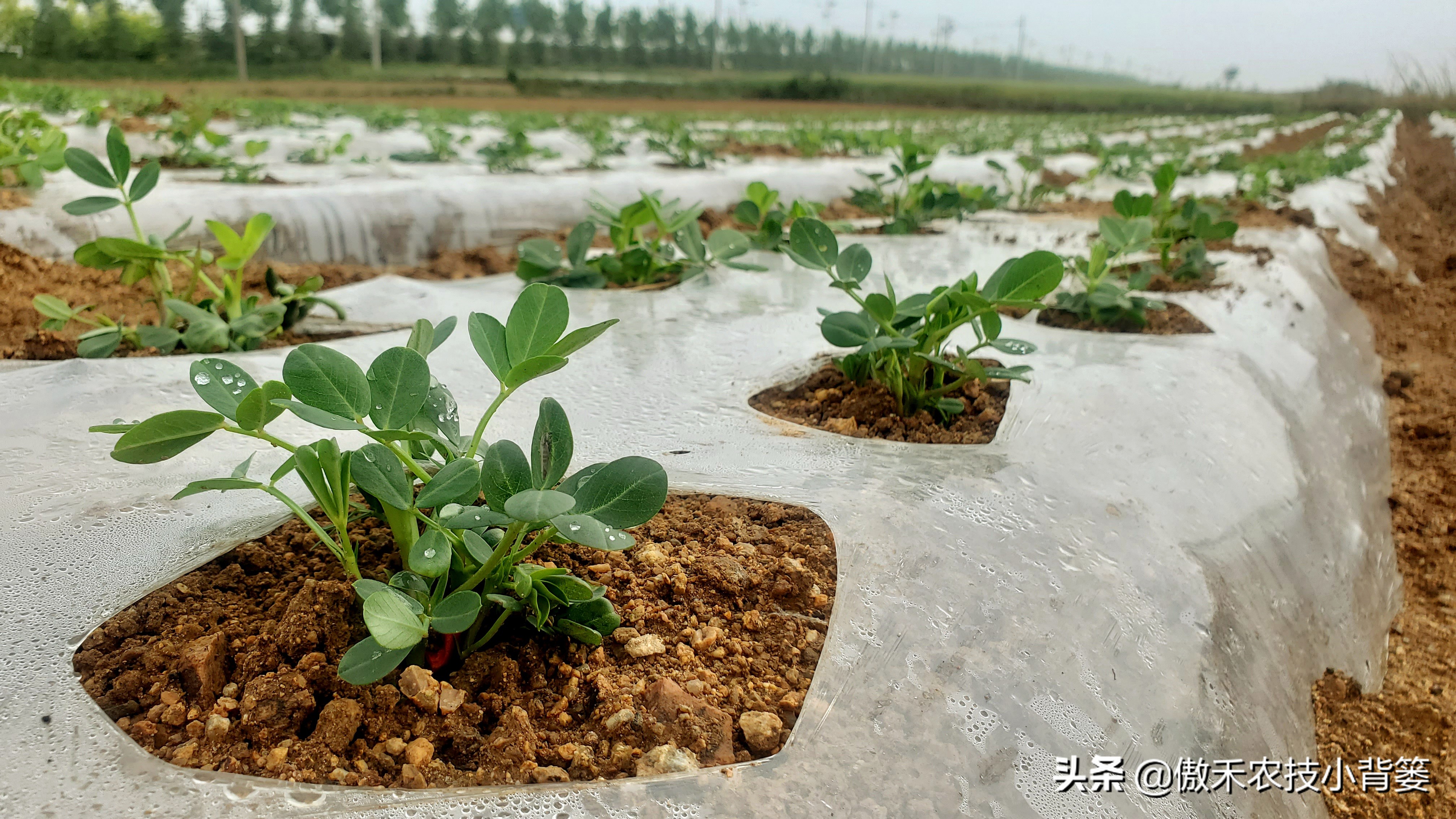 花生叶面肥怎么喷施能增产? - 114货源网