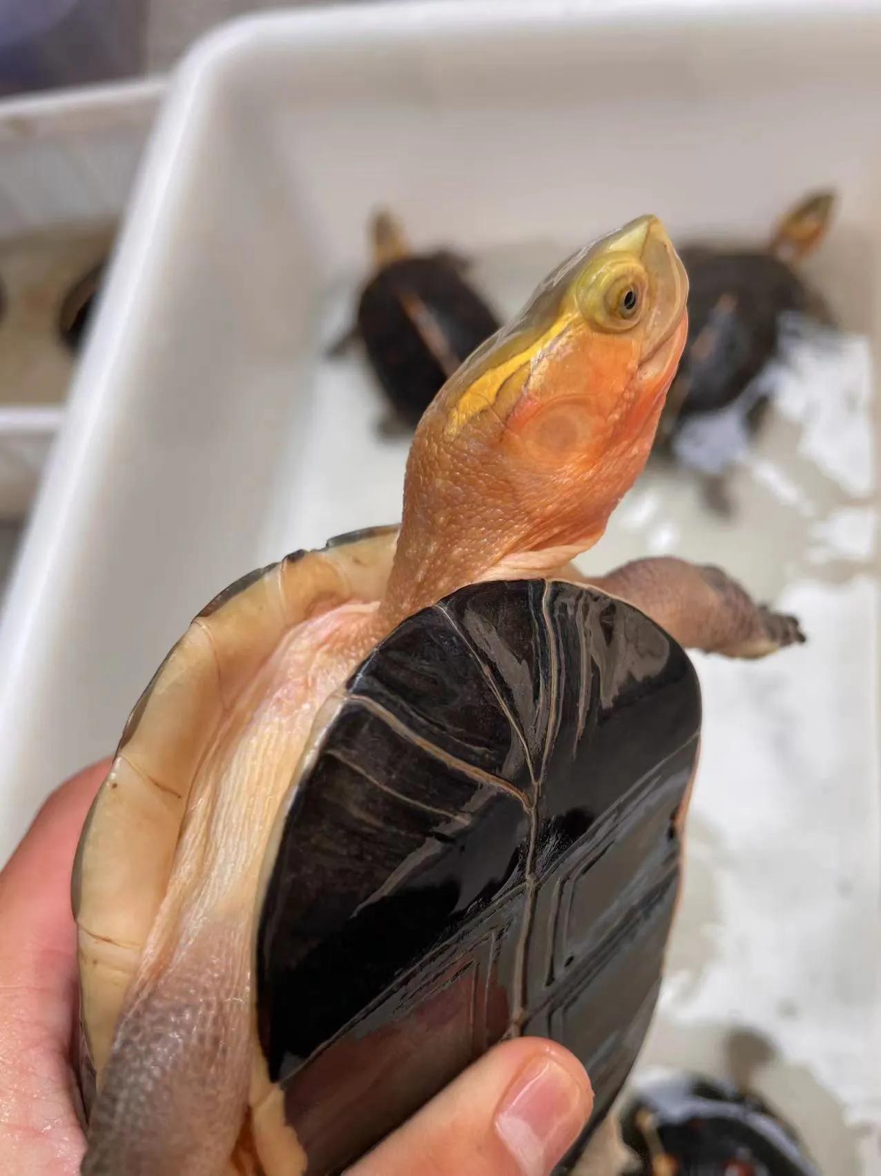 黄缘闭壳龟的公母鉴定